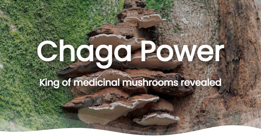Chaga Mushrooms