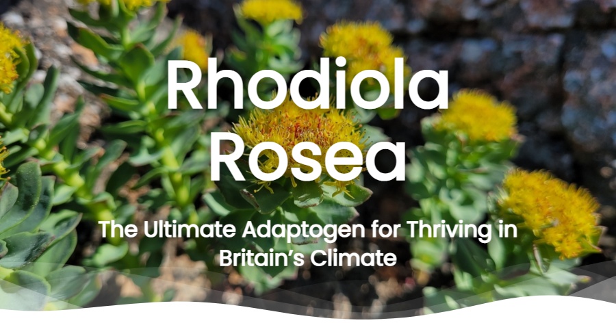 Rhodiola Rosea: The Ultimate Adaptogen