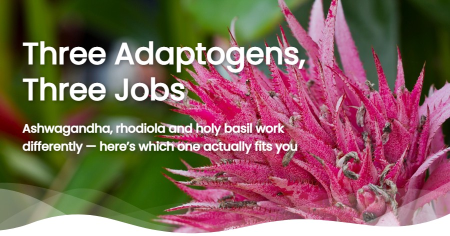 Ashwagandha vs Rhodiola vs Holy Basil: What UK Research Shows (2026 Comparison)